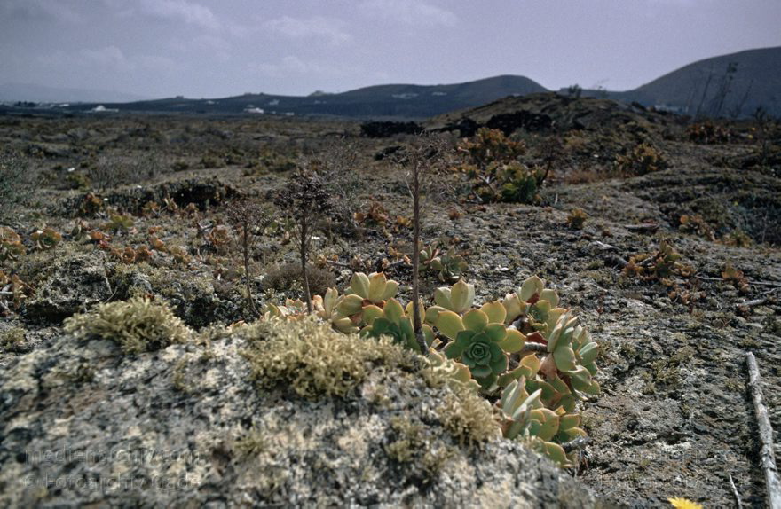 Lanzarote. Famara. La Geria
November 1994. Spanien. Kanarische Inseln. Lanzarote. Famara. La Geria
Schlüsselwörter: 1994;Canary Islands;Espana;Famara;Islas Canarias;Kanarische Inseln;La Geria;Lanzarote;Spain;Spanien