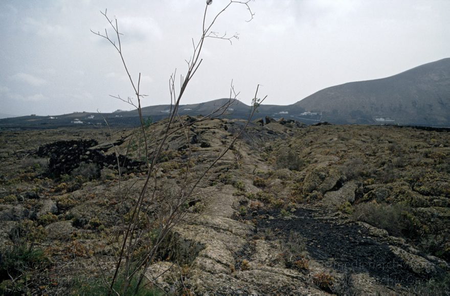 Lanzarote. Famara. La Geria
November 1994. Spanien. Kanarische Inseln. Lanzarote. Famara. La Geria
Schlüsselwörter: 1994;Canary Islands;Espana;Famara;Islas Canarias;Kanarische Inseln;La Geria;Lanzarote;Spain;Spanien