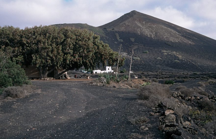 Lanzarote. Famara. La Geria
November 1994. Spanien. Kanarische Inseln. Lanzarote. Famara. La Geria
Schlüsselwörter: 1994;Canary Islands;Espana;Famara;Islas Canarias;Kanarische Inseln;La Geria;Lanzarote;Spain;Spanien