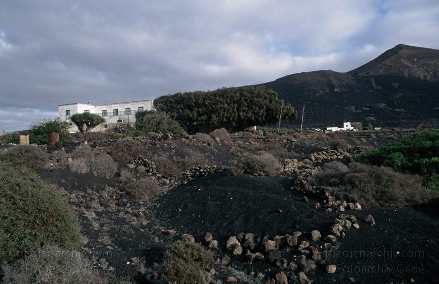 Lanzarote. Famara. La Geria
November 1994. Spanien. Kanarische Inseln. Lanzarote. Famara. La Geria
Schlüsselwörter: 1994;Canary Islands;Espana;Famara;Islas Canarias;Kanarische Inseln;La Geria;Lanzarote;Spain;Spanien