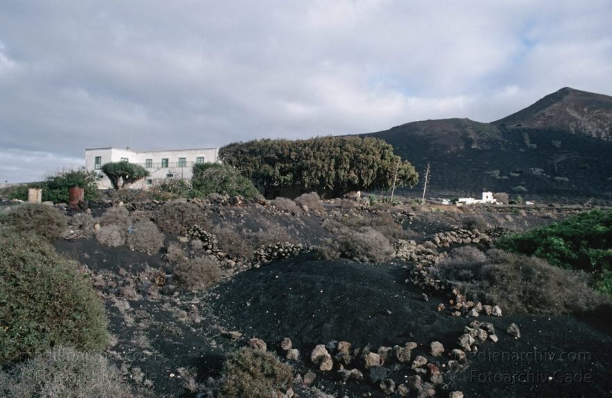 Lanzarote. Famara. La Geria
November 1994. Spanien. Kanarische Inseln. Lanzarote. Famara. La Geria
Schlüsselwörter: 1994;Canary Islands;Espana;Famara;Islas Canarias;Kanarische Inseln;La Geria;Lanzarote;Spain;Spanien