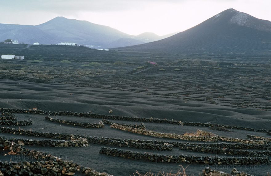 Lanzarote. Famara. La Geria
November 1994. Spanien. Kanarische Inseln. Lanzarote. Famara. La Geria
Schlüsselwörter: 1994;Canary Islands;Espana;Famara;Islas Canarias;Kanarische Inseln;La Geria;Lanzarote;Spain;Spanien