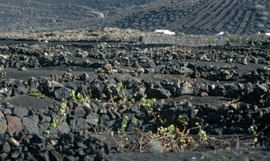 Lanzarote. Famara. La Geria
November 1994. Spanien. Kanarische Inseln. Lanzarote. Famara. La Geria. Weinanbau. Winzerei
Schlüsselwörter: 1994;Canary Islands;Espana;Famara;Islas Canarias;Kanarische Inseln;La Geria;Lanzarote;Lava;Spain;Spanien;Weinanbau;Weinreben