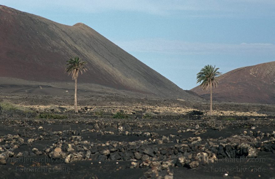 Lanzarote. Famara. La Geria
November 1994. Spanien. Kanarische Inseln. Lanzarote. Famara. La Geria
Schlüsselwörter: 1994;Canary Islands;Espana;Famara;Islas Canarias;Kanarische Inseln;La Geria;Lanzarote;Spain;Spanien