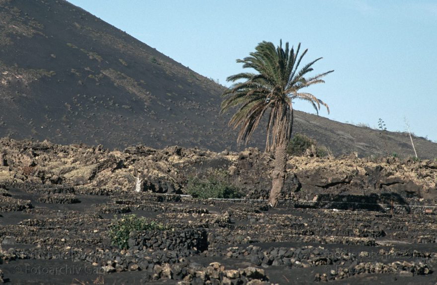 Lanzarote. Famara. La Geria
November 1994. Spanien. Kanarische Inseln. Lanzarote. Famara. La Geria
Schlüsselwörter: 1994;Canary Islands;Espana;Famara;Islas Canarias;Kanarische Inseln;La Geria;Lanzarote;Spain;Spanien