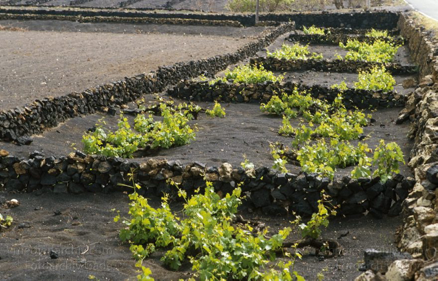 1995. Spanien. Kanarische Inseln. Lanzarote. Weinabaugebiet La Geria. Die Pflanzen werden in künstlichen Trichtern im Lavaschutt gezogen.
Schlüsselwörter: 1995;Kanarische Inseln;La Geria;Lanzarote;Lava;Spanien;Weinanbau;Weinreben