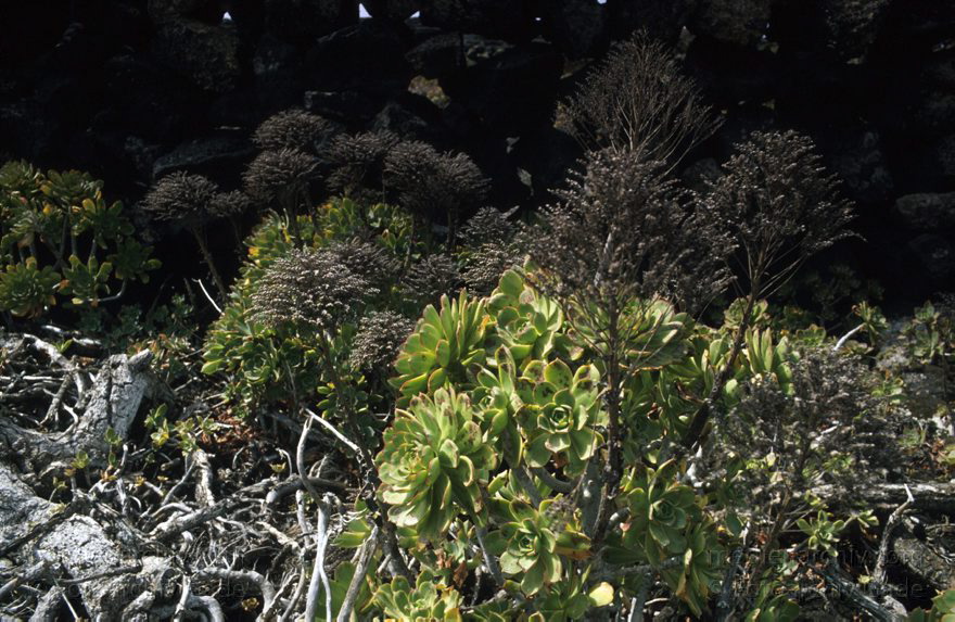 1995. Spanien. Kanarische Inseln. Lanzarote. Weinabaugebiet La Geria. Vegetation
Schlüsselwörter: 1995;Flora;Kanarische Inseln;Lanzarote;Pflanze;Spanien