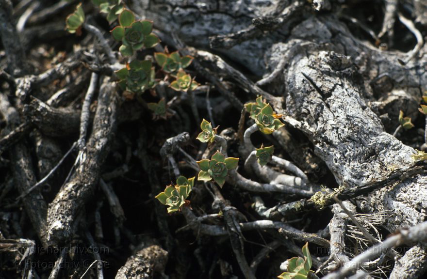 1995. Spanien. Kanarische Inseln. Lanzarote. Weinabaugebiet La Geria. Vegetation.
Schlüsselwörter: 1995;Flora;Kanarische Inseln;Lanzarote;Pflanze;Spanien