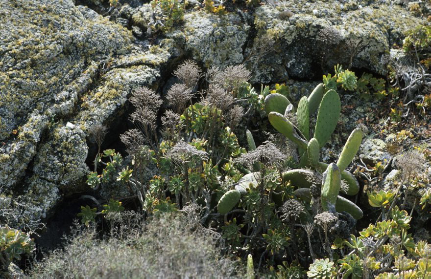 1995. Spanien. Kanarische Inseln. Lanzarote. Weinabaugebiet La Geria. Vegetation
Schlüsselwörter: 1995;Flora;Kaktus;Kanarische Inseln;Lanzarote;Pflanze;Spanien