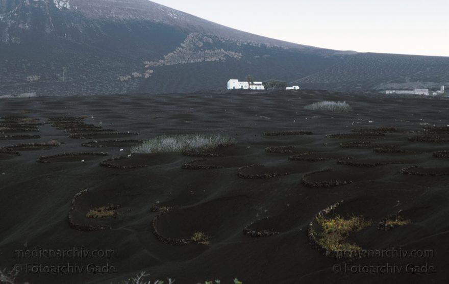 Dezember 1996. Spanien. Kanarische Inseln. Lanzarote. Winabaugebiet La Geria. Die Pflanzen werden in künstlichen Trichtern im Lavaschutt gezogen.
Schlüsselwörter: Kanarische Inseln;La Geria;Lanzarote;Lava;Spanien;Wein;Weinanbau;Weinreben