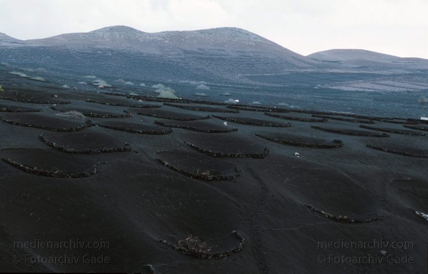 Dezember 1996. Spanien. Kanarische Inseln. Lanzarote. Weinabaugebiet La Geria. Die Pflanzen werden in künstlichen Trichtern im Lavaschutt gezogen.
Schlüsselwörter: 1996;Kanarische Inseln;La Geria;Lanzarote;Lava;Spanien;Weinanbau;Weinreben