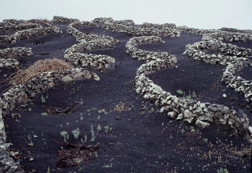 Lanzarote - Spain. Canary Islands.
Februar 1992. Spanien. Kanarische Inseln. Lanzarote - La Geria. Weinanbaugebiet auf Lavagrund.  Spain. Canary Islands.
Schlüsselwörter: 1992;El Grifo;Kanarische Inseln;La Geria;Landwirtschaft;Lanzarote;Lava;Weinanbau;Weinanbaugebiet;Weinreben