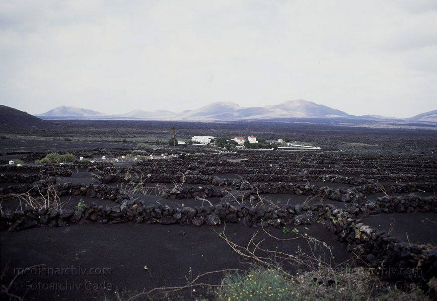 Lanzarote - Spain. Canary Islands.
Februar 1992. Spanien. Kanarische Inseln. Lanzarote - La Geria. Weinanbaugebiet auf Lavagrund.  Spain. Canary Islands.
Schlüsselwörter: 1992;El Grifo;Kanarische Inseln;La Geria;Landwirtschaft;Lanzarote;Lava;Weinanbau;Weinanbaugebiet;Weinreben