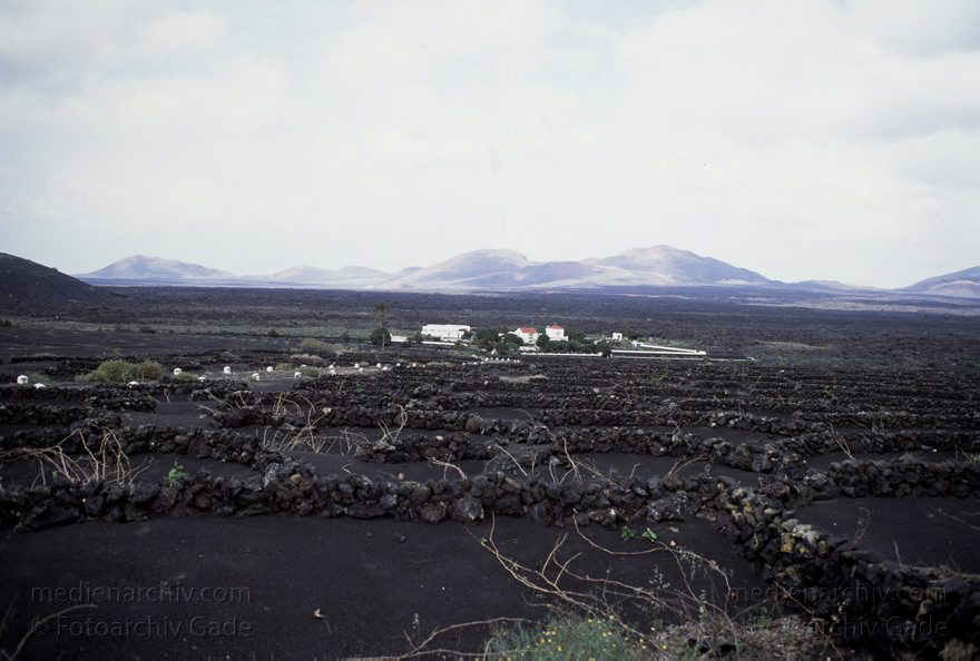 Lanzarote - Spain. Canary Islands.
Februar 1992. Spanien. Kanarische Inseln. Lanzarote - La Geria. Weinanbaugebiet auf Lavagrund.  Spain. Canary Islands.
Schlüsselwörter: 1992;El Grifo;Kanarische Inseln;La Geria;Landwirtschaft;Lanzarote;Lava;Weinanbau;Weinanbaugebiet;Weinreben