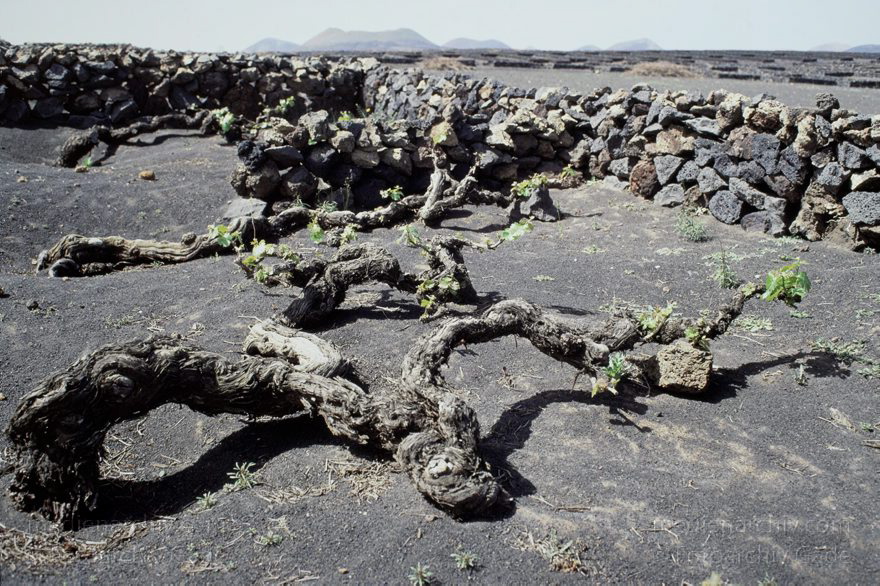 Lanzarote - Spain. Canary Islands.
Februar 1992. Spanien. Kanarische Inseln. Lanzarote - La Geria. Weinanbaugebiet auf Lavagrund.  Spain. Canary Islands. Weinanbau. Winzerei
Schlüsselwörter: 1992;El Grifo;Kanarische Inseln;La Geria;Landwirtschaft;Lanzarote;Lava;Weinanbau;Weinanbaugebiet;Weinreben
