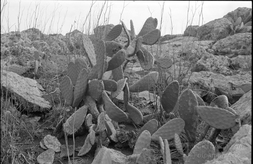 Lanzarote. La Geria Weinanbaugebiet
März 1995. Spanien. Kanarische Inseln. La Geria Weinanbaugebiet im Lavageröll. -   Lanzarote. Spain. Canary Islands. - Espana. Islas Canarias. Kaktus. Kakteen
Schlüsselwörter: 1995;Canary Islands;Islas Canarias;Kanarische Inseln;La Geria;Lanzarote;Lava;Spain;Spanien;Weinanbaugebiet