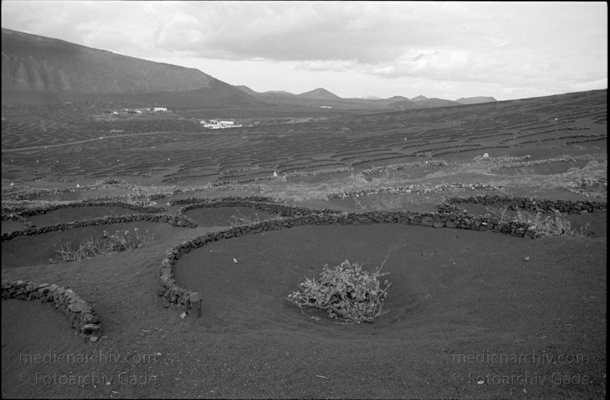 Lanzarote. La Geria Weinanbaugebiet
März 1995. Spanien. Kanarische Inseln. La Geria Weinanbaugebiet im Lavageröll. -   Lanzarote. Spain. Canary Islands. - Espana. Islas Canarias.
Schlüsselwörter: 1995;Canary Islands;Islas Canarias;Kanarische Inseln;La Geria;Lanzarote;Lava;Spain;Spanien;Weinanbaugebiet