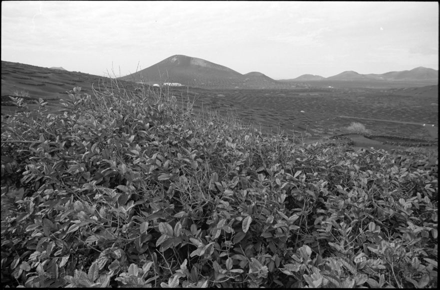 Lanzarote. La Geria Weinanbaugebiet
März 1995. Spanien. Kanarische Inseln. La Geria Weinanbaugebiet im Lavageröll. -   Lanzarote. Spain. Canary Islands. - Espana. Islas Canarias.
Schlüsselwörter: 1995;Canary Islands;Islas Canarias;Kanarische Inseln;La Geria;Lanzarote;Lava;Spain;Spanien;Weinanbaugebiet