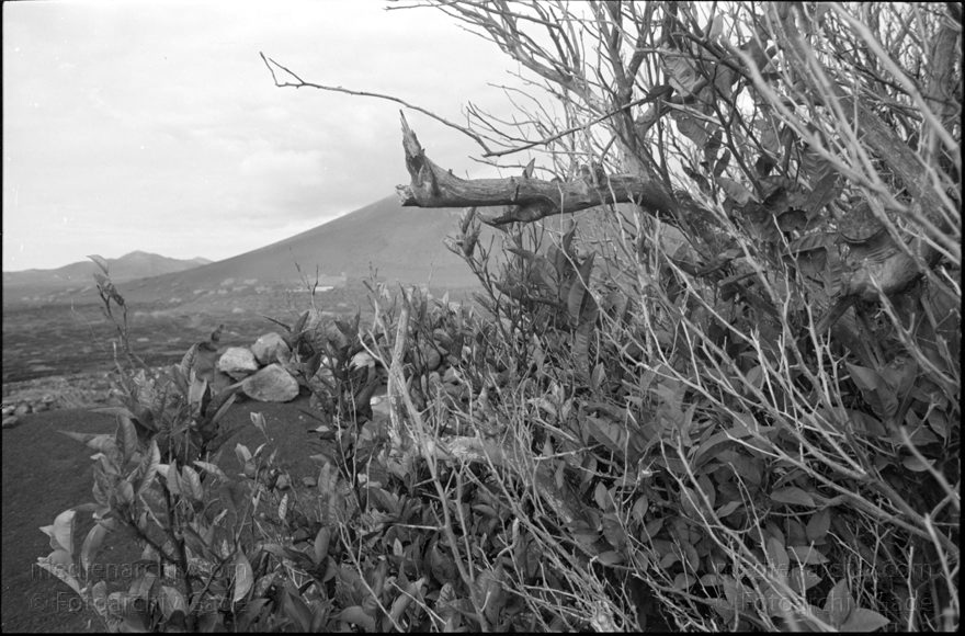 Lanzarote. La Geria Weinanbaugebiet
März 1995. Spanien. Kanarische Inseln. La Geria Weinanbaugebiet im Lavageröll. -   Lanzarote. Spain. Canary Islands. - Espana. Islas Canarias.
Schlüsselwörter: 1995;Canary Islands;Islas Canarias;Kanarische Inseln;La Geria;Lanzarote;Lava;Spain;Spanien;Weinanbaugebiet