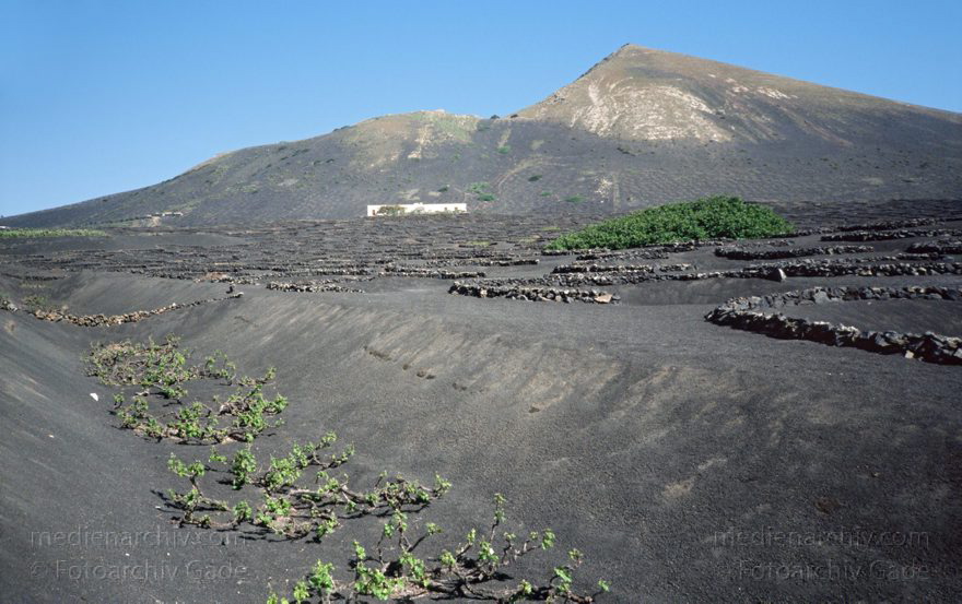 Lanzarote.  La Geria Weinanbaugebiet
März 1998. Spanien. Kanarische Inseln. Lanzarote.  La Geria Weinanbaugebiet - Spain. Canary Islands - España. Islas Canarias
Schlüsselwörter: 1993;Canary Islands;España;Islas Canarias;Kanarische Inseln;La Geria;Lanzarote;Lava;Spain;Spanien;Weinbaugebiet