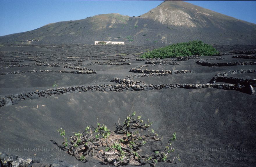 Lanzarote.  La Geria Weinanbaugebiet
März 1998. Spanien. Kanarische Inseln. Lanzarote.  La Geria Weinanbaugebiet - Spain. Canary Islands - España. Islas Canarias
Schlüsselwörter: 1993;Canary Islands;España;Islas Canarias;Kanarische Inseln;La Geria;Lanzarote;Lava;Spain;Spanien;Weinbaugebiet