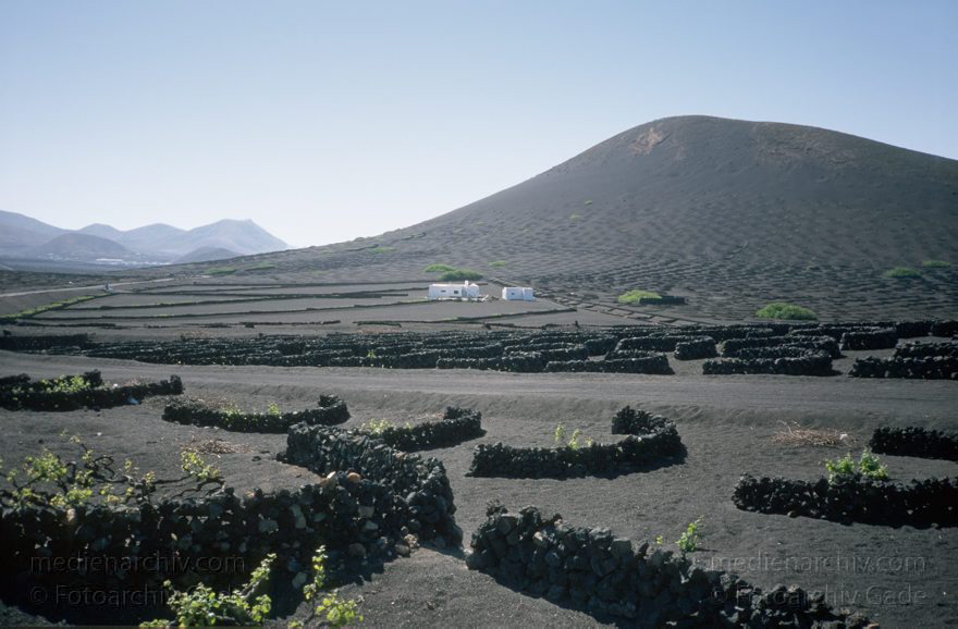 Lanzarote.  La Geria Weinanbaugebiet
März 1998. 1998. Spanien. Kanarische Inseln. Lanzarote.  La Geria Weinanbaugebiet - Spain. Canary Islands - España. Islas Canarias
Schlüsselwörter: 1993;Canary Islands;España;Islas Canarias;Kanarische Inseln;La Geria;Lanzarote;Lava;Spain;Spanien;Weinbaugebiet