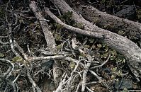 Spanien-Kanarische-Lanzarote-La-Geria-199411-158.jpg