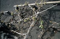 Spanien-Kanarische-Lanzarote-La-Geria-199411-164.jpg