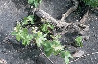 Spanien-Kanarische-Lanzarote-La-Geria-199411-171.jpg