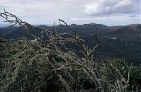 Spanien-Kanarische-Lanzarote-La-Geria-199411-175.jpg