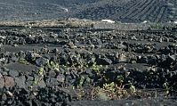 Spanien-Kanarische-Lanzarote-La-Geria-199411-194.jpg