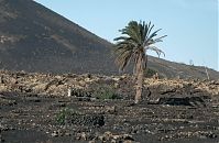 Spanien-Kanarische-Lanzarote-La-Geria-199411-200.jpg