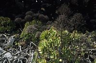 Spanien-Kanarische-Lanzarote-La-Geria-199504-101.jpg