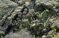 Spanien-Kanarische-Lanzarote-La-Geria-199504-103.jpg
