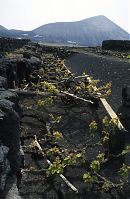 Spanien-Kanarische-Lanzarote-La-Geria-199504-104.jpg
