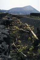 Spanien-Kanarische-Lanzarote-La-Geria-199504-105.jpg