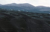 Spanien-Kanarische-Lanzarote-La-Geria-199612-29.jpg