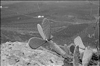 Dateiname=Spanien-Kanarische-Lanzarote-LaGeria-199511-005.jpg
Dateigröße=162KB
Abmessungen: 880x580
hinzugefügt am: 05. Januar 2016 Spanien-Kanarische-Lanzarote-LaGeria-199511-005.jpg