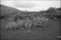 Spanien-Kanarische-Lanzarote-LaGeria-199511-009.jpg