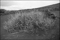 Spanien-Kanarische-Lanzarote-LaGeria-199511-010.jpg