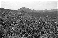 Dateiname=Spanien-Kanarische-Lanzarote-LaGeria-199511-011.jpg
Dateigröße=214KB
Abmessungen: 880x580
hinzugefügt am: 05. Januar 2016 Spanien-Kanarische-Lanzarote-LaGeria-199511-011.jpg