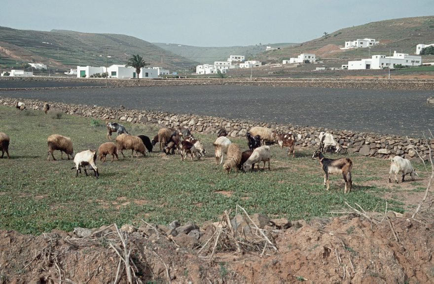 Lanzarote. Famara. Los Valles. Ziegenherde
1992. Spanien. Kanarische Inseln. Lanzarote. Famara. Los Valles. Ziegenherde
Schlüsselwörter: 1992;Canary Islands;Espana;Famara;Islas Canarias;Kanarische Inseln;Lanzarote;Los Valles;Spain;Spanien;Ziegenherde