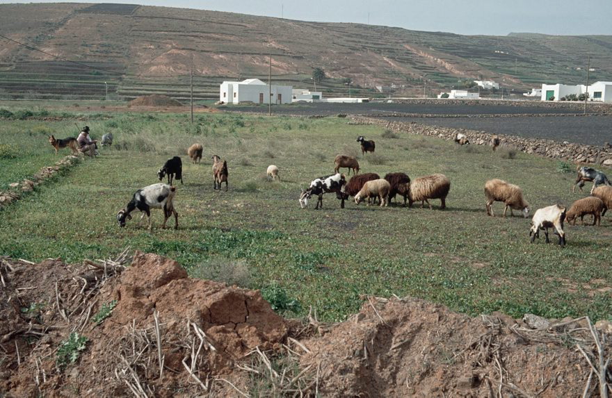 Lanzarote. Famara. Los Valles. Ziegenherde
1992. Spanien. Kanarische Inseln. Lanzarote. Famara. Los Valles. Ziegenherde
Schlüsselwörter: 1992;Canary Islands;Espana;Famara;Islas Canarias;Kanarische Inseln;Lanzarote;Los Valles;Spain;Spanien;Ziegenherde