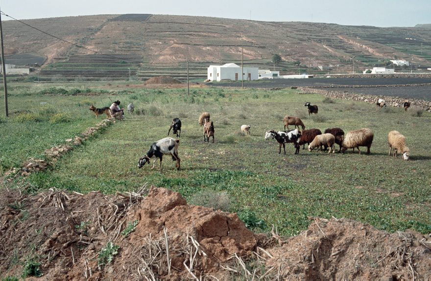 Lanzarote. Famara. Los Valles. Ziegenherde
1992. Spanien. Kanarische Inseln. Lanzarote. Famara. Los Valles. Ziegenherde
Schlüsselwörter: 1992;Canary Islands;Espana;Famara;Islas Canarias;Kanarische Inseln;Lanzarote;Los Valles;Spain;Spanien;Ziegenherde
