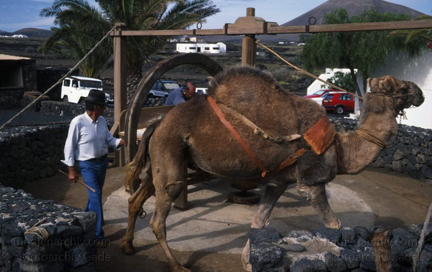 Lanzarote. Mozaga. Ein Kamel treibt eine traditionelle Getreidemühle an.
November 1995. Spanien. Kanarische Inseln. Lanzarote. Mozaga. Ein Kamel treibt eine traditionelle Getreidemühle an. Historische Rekonstruktion als Sehenswürdigkeit
Schlüsselwörter: 1995;canarias;Canary Islands;Getreidemühle;Kamel;Kanarische Inseln;Lanzarote;Mozaga;Spain;Spanien