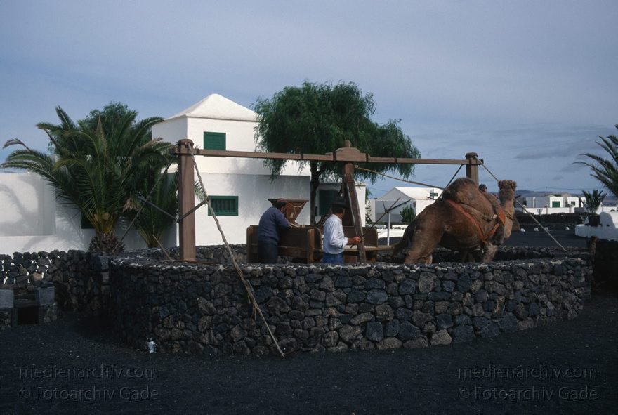 Lanzarote. Mozaga. Ein Kamel treibt eine traditionelle Getreidemühle an.
November 1995. Spanien. Kanarische Inseln. Lanzarote. Mozaga. Ein Kamel treibt eine traditionelle Getreidemühle an. Historische Rekonstruktion als Sehenswürdigkeit
Schlüsselwörter: 1995;canarias;Canary Islands;Getreidemühle;Kamel;Kanarische Inseln;Lanzarote;Mozaga;Spain;Spanien