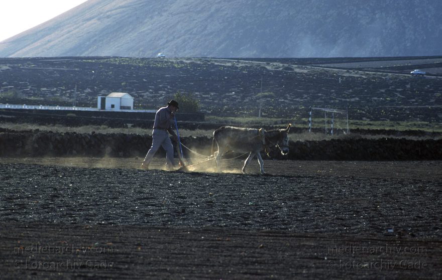 Spanien Kanarische Inseln. Lanzarote Ein Bauer pflügt sein Feld bei Mozaga mit seinem Ese.l
Dezember 1996. Spanien Kanarische Inseln. Lanzarote Ein Bauer pflügt sein Feld bei Mozaga mit seinem Ese.l
Schlüsselwörter: 1996;Bauer;Canary Islands;Esel;Espana;Islas Canarias;Kanarische Inseln;Landwirtschaft;Lanzarote;Spain;Spanien