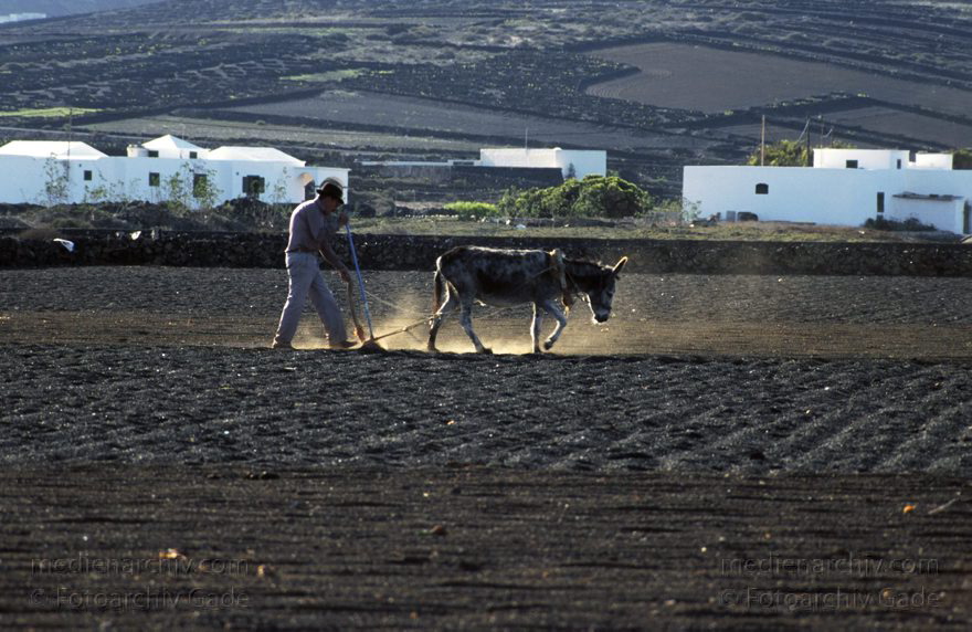 Spanien Kanarische Inseln. Lanzarote Ein Bauer pflügt sein Feld bei Mozaga mit seinem Ese.l
Dezember 1996. Spanien Kanarische Inseln. Lanzarote Ein Bauer pflügt sein Feld bei Mozaga mit seinem Ese.l
Schlüsselwörter: 1996;Canary Islands;Esel;Espana;Islas Canarias;Kanarische Inseln;Landwirtschaft;Lanzarote;Spain;Spanien