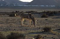 Dateiname=Spanien-Kanarische-Lanzarote-199612-50.jpg
Dateigröße=202KB
Abmessungen: 880x570
hinzugefügt am: 05. Januar 2016 Spanien-Kanarische-Lanzarote-199612-50.jpg