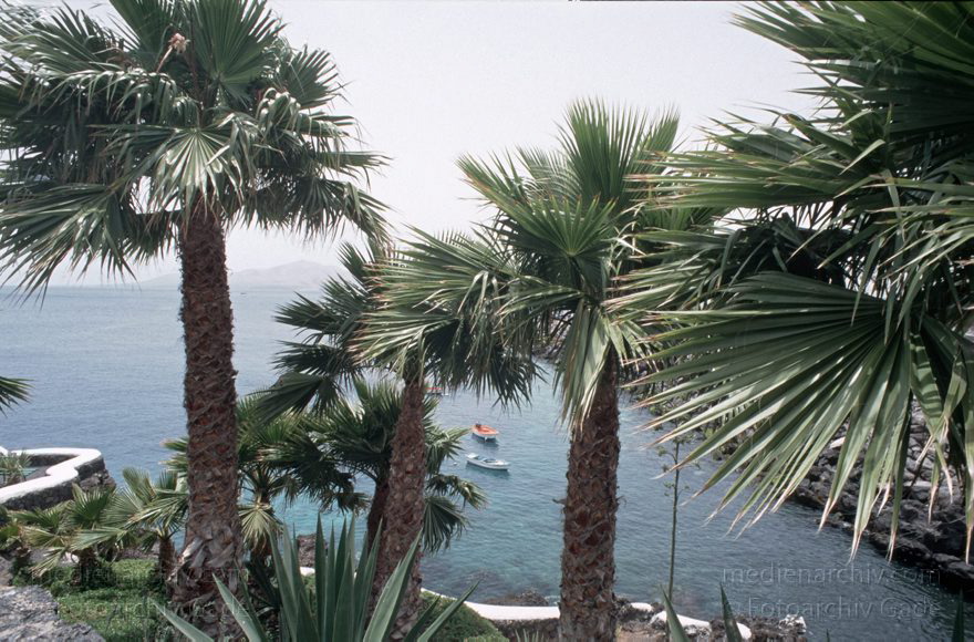 Lanzarote. Puerto del Carmen. Küste. Meer. Atlantik
Juni 1994. Spanien. Kanarische Inseln. Lanzarote. Puerto del Carmen. Küste. Meer. Atlantik. Baum. Bäume. Atlantik
Schlüsselwörter: 1994;Atlantik;Baum;canarias;Canary Islands;Kanarische Inseln;Lanzarote;Meer;Palmen;Puerto del Carmen;Spain;Spanien